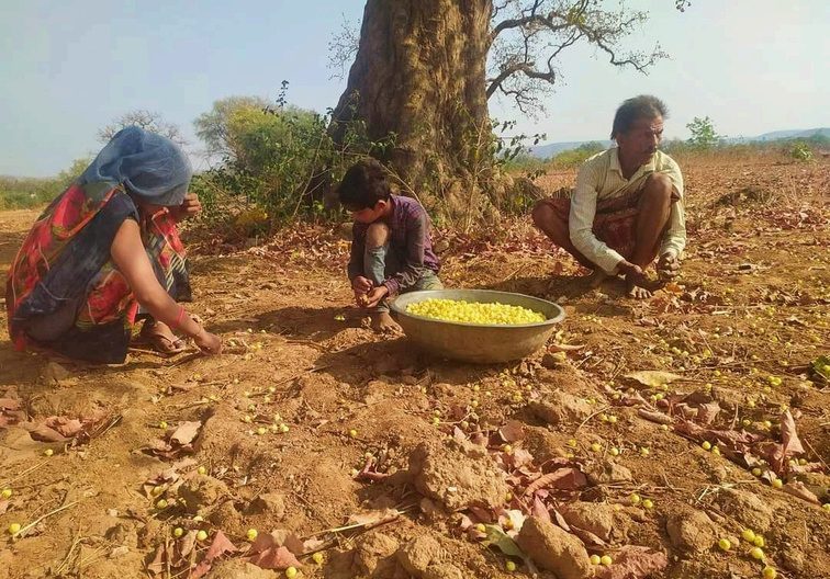 Mahua collection