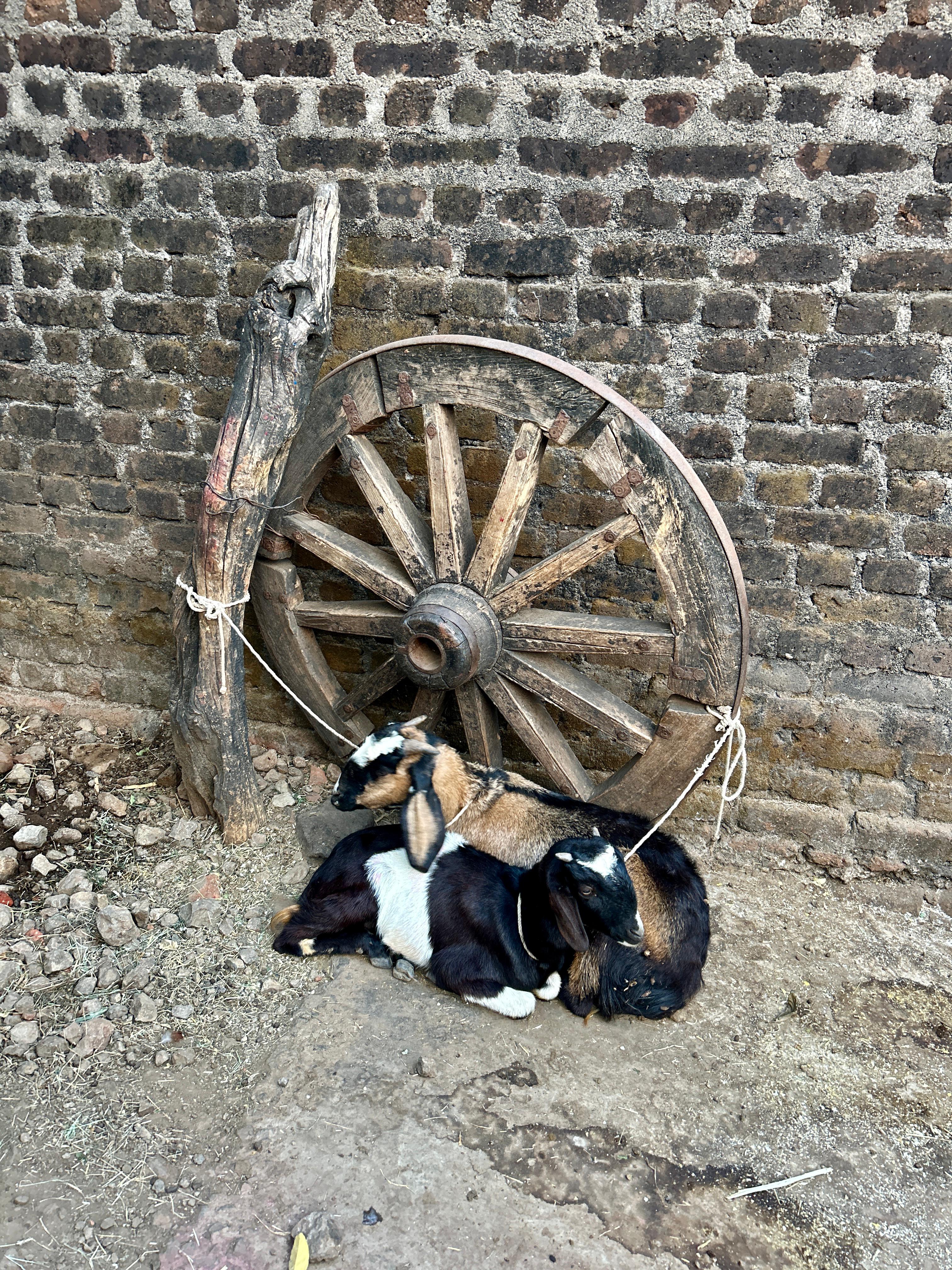 बकरी व पुराना पहिया