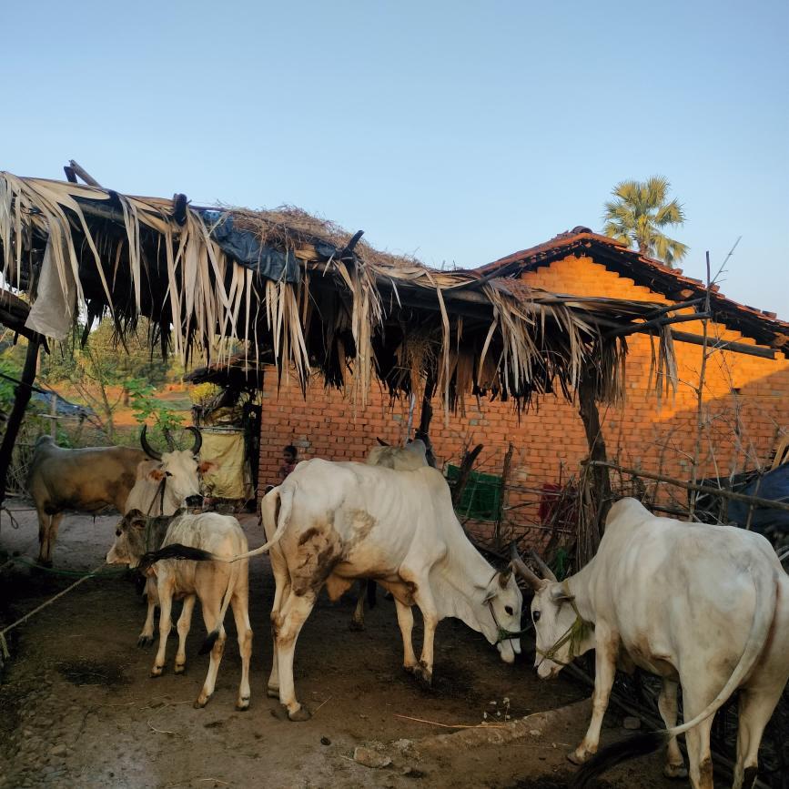 गाँव की गायें